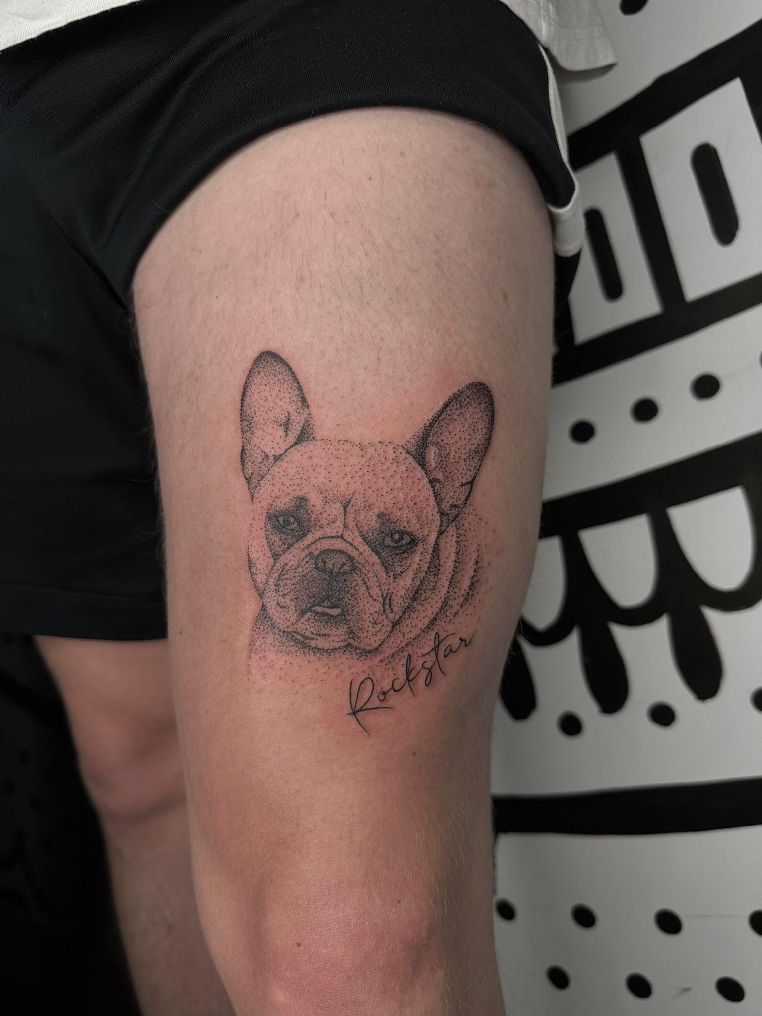 bulldog-rockstar-dilome